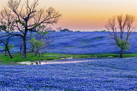 Texas bluebells | Small backyard gardens, Blue bonnets, Texas bluebonnets