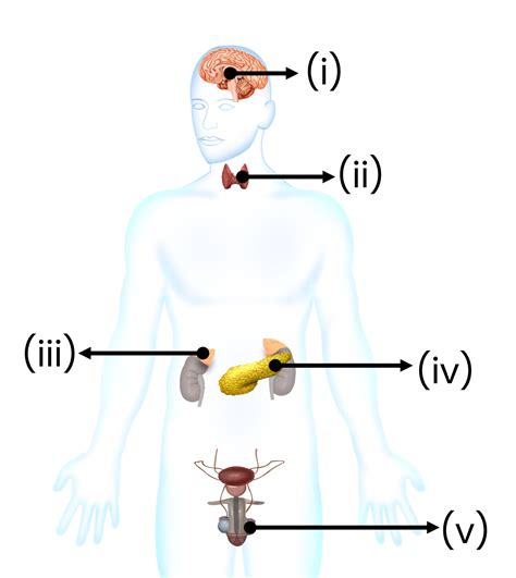 The given figure represents the location of various endocrine glands in human body. Identify the ...