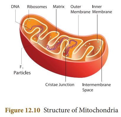 Mitochondria - Functions, Structure