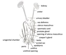 What to Do to Correct a Baby Rabbit's Splay Back Legs - Smith Livelyins