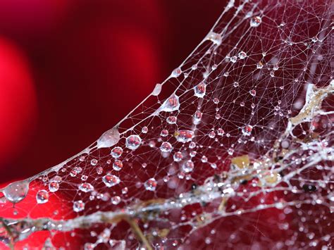 Cobweb Water Drops Dew - Free photo on Pixabay - Pixabay