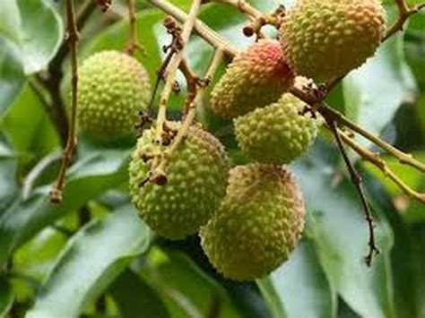 Bihar: Litchi farmers in Muzaffarpur demands government support