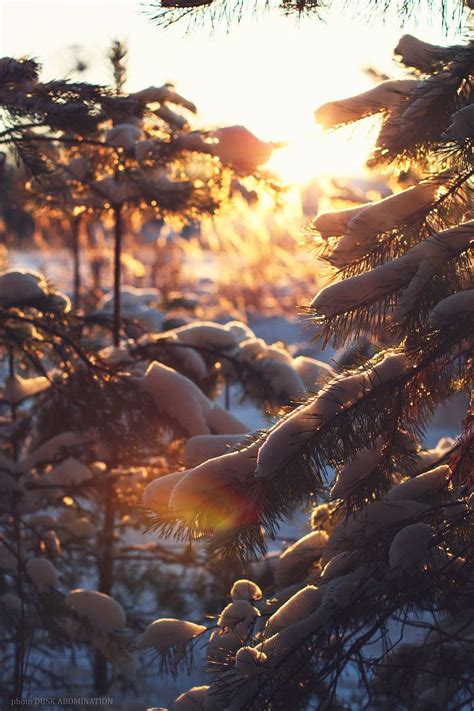 Magical winter forest | Winter scenery, Winter landscape, Winter forest