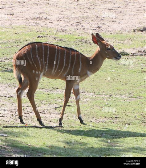 Female South African Nyala Antelope (Tragelaphus angasii, Nyala angasii ...