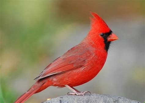 The Enchanting Avian Symbol: North Carolina's State Bird