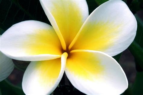 Close-up Photography of White and Yellow Plumeria Rubra Flower in Bloom · Free Stock Photo