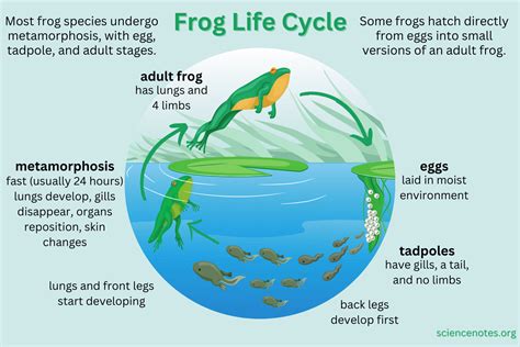 The Frog Life Cycle
