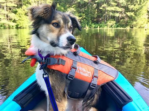 Set sail for adventure! : r/dogpictures