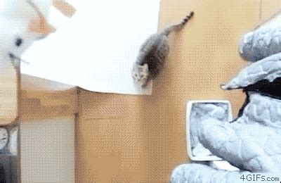 Slow Motion Cat GIF - Find & Share on GIPHY