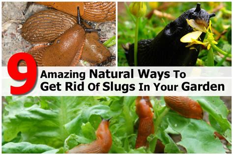 9 Amazing Natural Ways To Get Rid Of Slugs In Your Garden