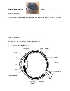 Cow Eye Dissection Lab for Elementary by Smart Chick | TPT