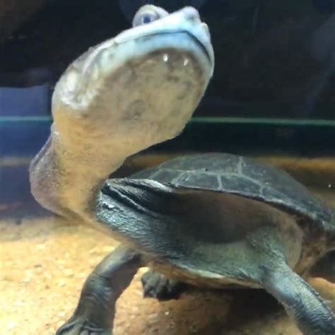 This turtle has a bizarrely long neck