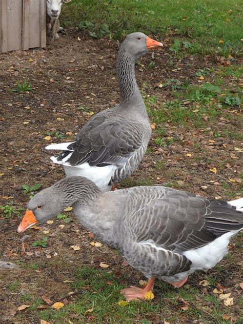 Free photo: Geese, Birds, Goose, Farm, Vigilant - Free Image on Pixabay - 177518