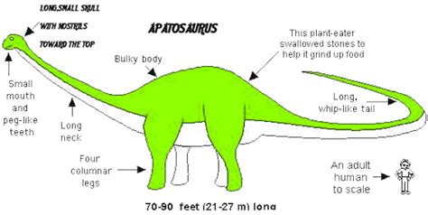 Brontosaurus Facts And Pictures Clinic