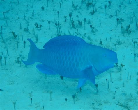 Blue parrotfish - Facts, Diet, Habitat & Pictures on Animalia.bio