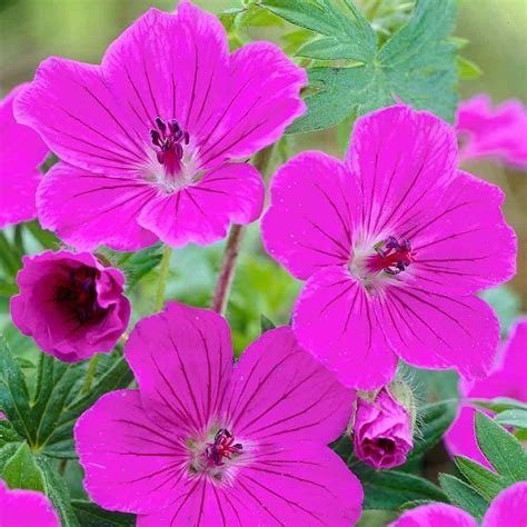 Geranium Sanguineum Tiny Monster | J Parker Dutch Bulbs | Geraniums ...