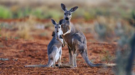 Wallaby Vs Kangaroo Vs Wallaroo