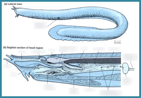 Hagfish Anatomy