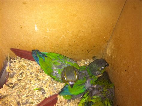 Parrot Breeding: Green Cheeked Conure Chicks - Leg Banding