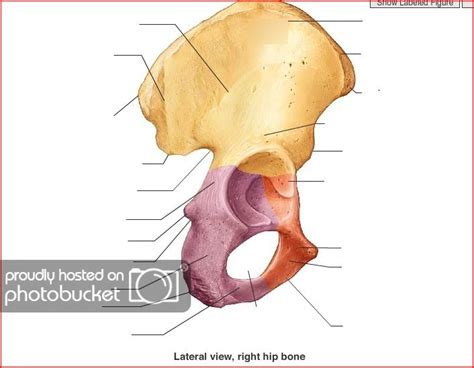 coxal bone Diagram | Quizlet