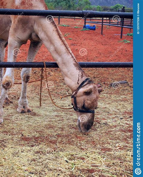 Camel Farm, Central Australia Stock Photo - Image of enclosure, centre ...