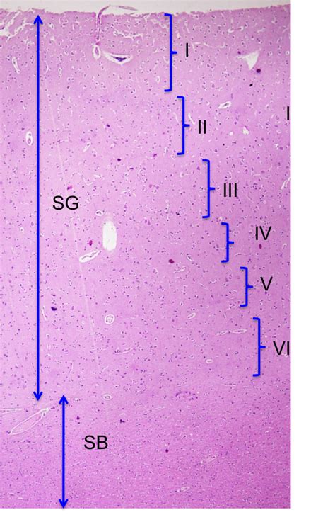 SOS BIOLOGIA CELULAR Y TISULAR: TEJIDO NERVIOSO. CORTEZA CEREBRAL. Nervous tissue. Cerebral Cortex