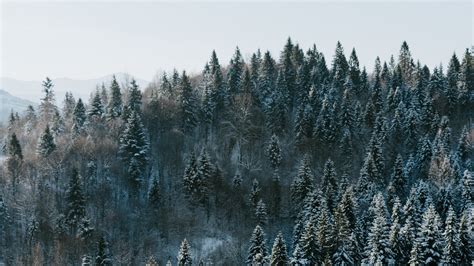 Trees, winter, forest, top view, snowy | picture, photo, desktop wallpaper.