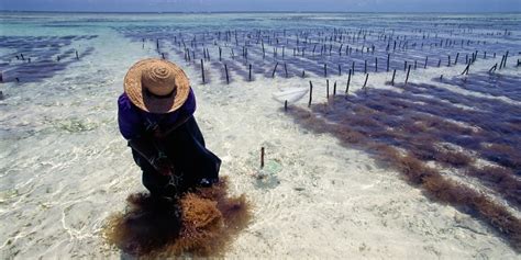 Seaweed farming for carbon capture would take up too much of the ocean | MIT Technology Review