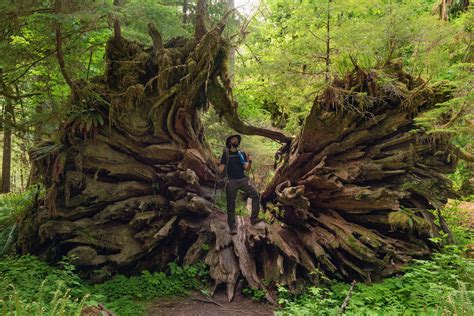 Guide to Olympic National Park's Ancient Forests, Giant Trees, and Old ...