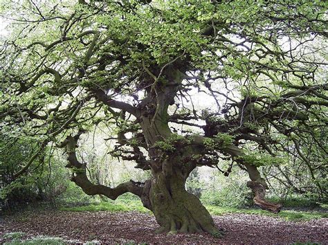 Pin von cokedog auf tree2 | Pflanzen, Garten, Baum