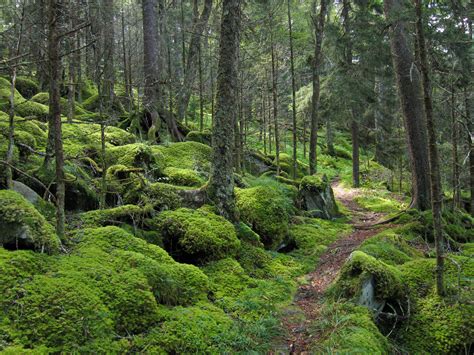 File:Forest on Baxter Creek Trail in Great Smoky Mountains National ...