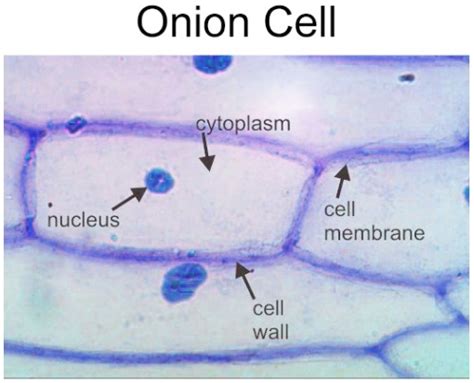 Human Cheek Cells Under A Microscope