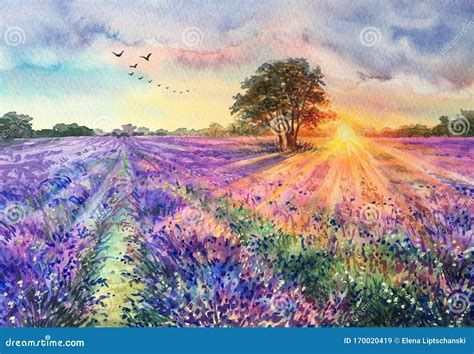 Watercolor Lavender Field. Sunset Lavender Field Stock Illustration ...