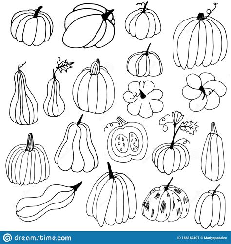 Set of Hand Drawn Pumpkin Contours. Pumpkins with Doodle Style on an Isolated White Background ...