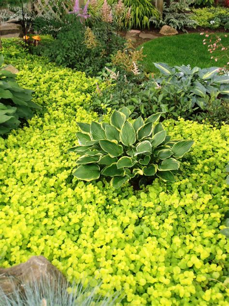 Creeping jenny | Shade garden, Ground cover plants, Shade garden plants