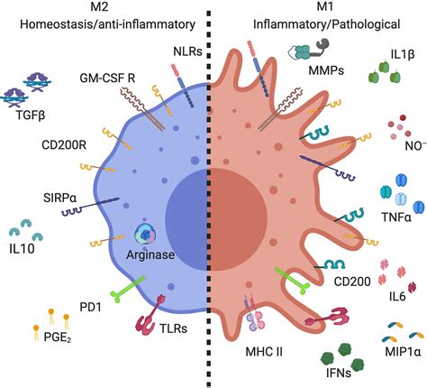 Frontiers | Cross-Talk Between Alveolar Macrophages and Lung Epithelial Cells is Essential to ...