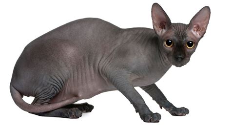 Gato Sphynx Negro: curiosidades, carácter y características