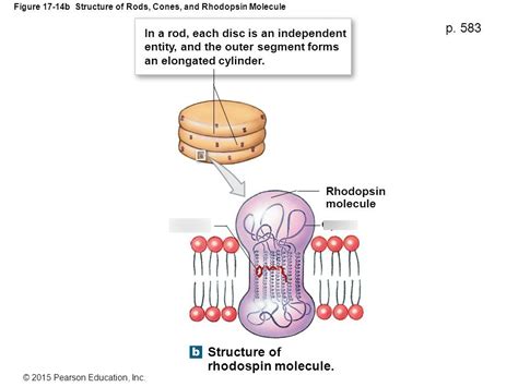 Structure of Rhodopsin Diagram | Quizlet