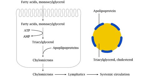 Metabolism of Triacylglycerol - www.medicoapps.org