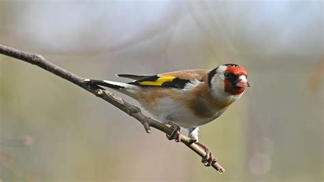 Download European Goldfinch Bird Animal Goldfinch HD Wallpaper