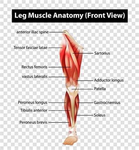 Leg Muscle Diagram Leg Anatomy All About The Leg Muscles | Images and ...