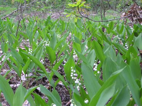 Convallaria majalis L. | Plants of the World Online | Kew Science