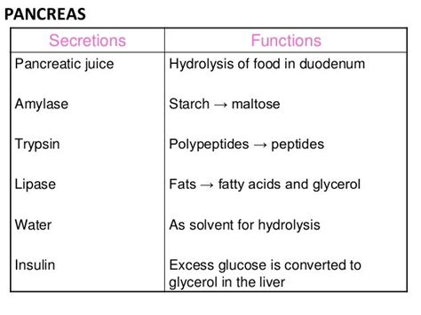 Digestion IGCSE