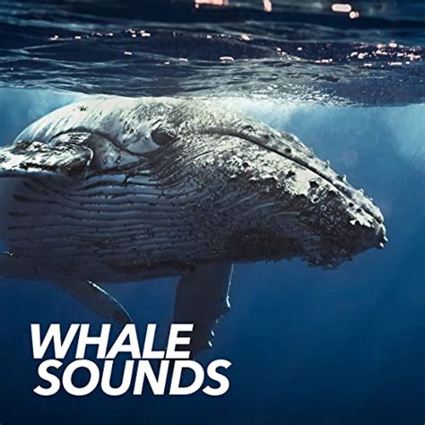 Whale Sounds by Whale Sounds on Amazon Music - Amazon.com