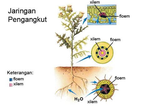 Contoh Jaringan Pengangkut - Homecare24