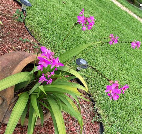 Ground orchids, South Florida | Orquídeas