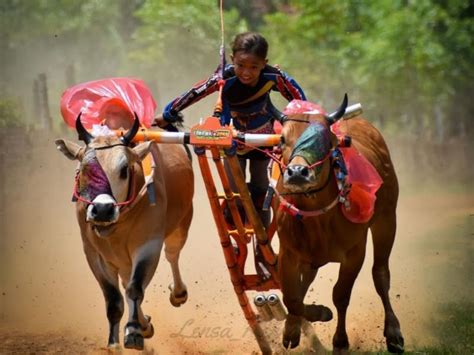 Karapan Sapi ~ MACAM-MACAM BUDAYA DI JAWA TIMUR