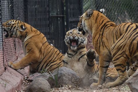 Bengal tiger chokes Siberian rival to death at Chinese zoo during mating season