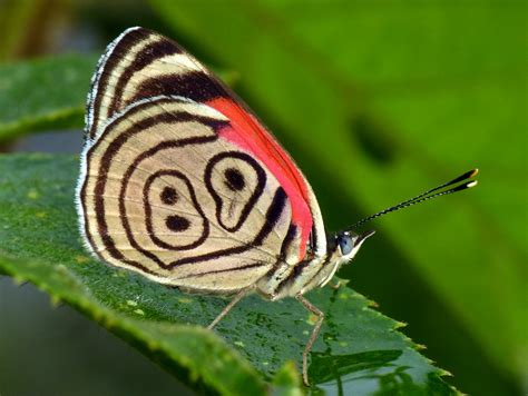 Neglected Eighty-eight or 89 butterfly, Diaethria clymena - a photo on Flickriver