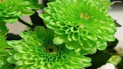 green, dahlias, color - For desktop wallpapers: 1920x1080